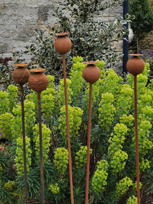 Poppy Heads